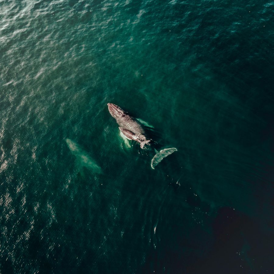 Baleine remontant à la surface dans l'océan Indien
