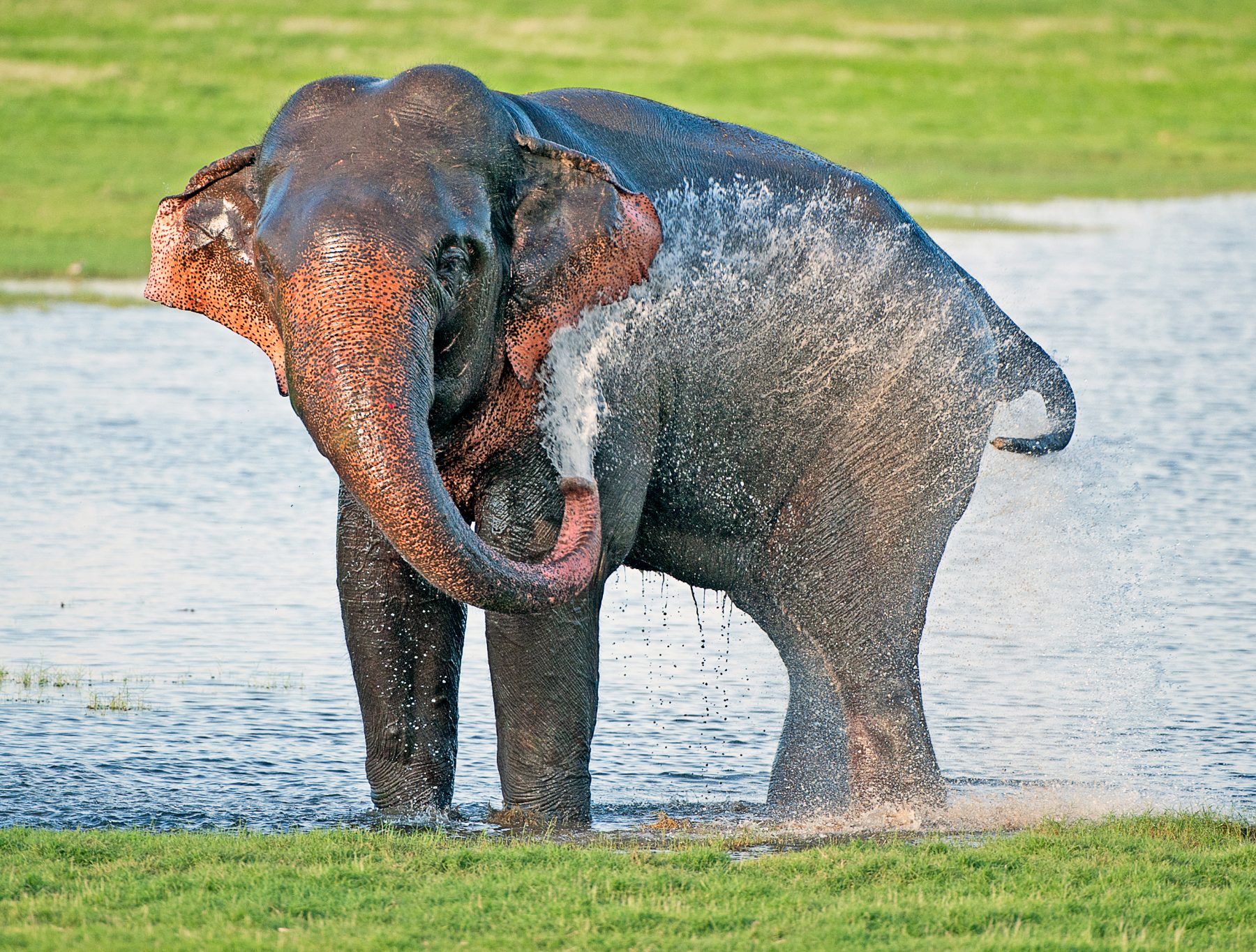 Éléphant au bord du lac de Minneriya