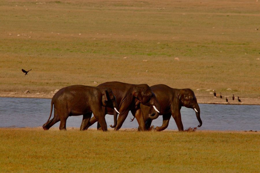Trois éléphants longeant le plan d'eau à Minneriya