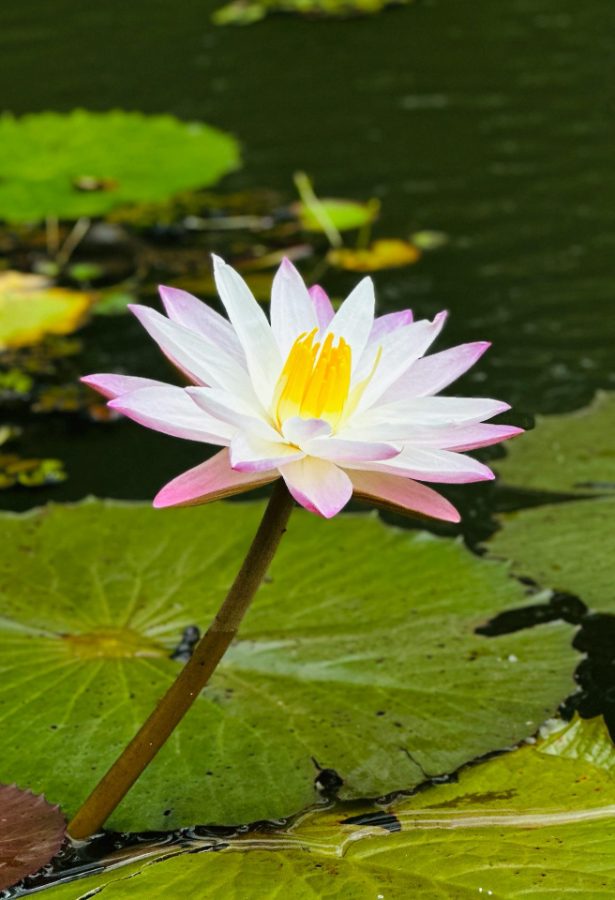 Nénuphar rose ouvert au-dessus des feuilles