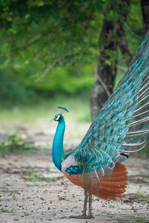 Paon déployant sa roue dans la lumière du parc