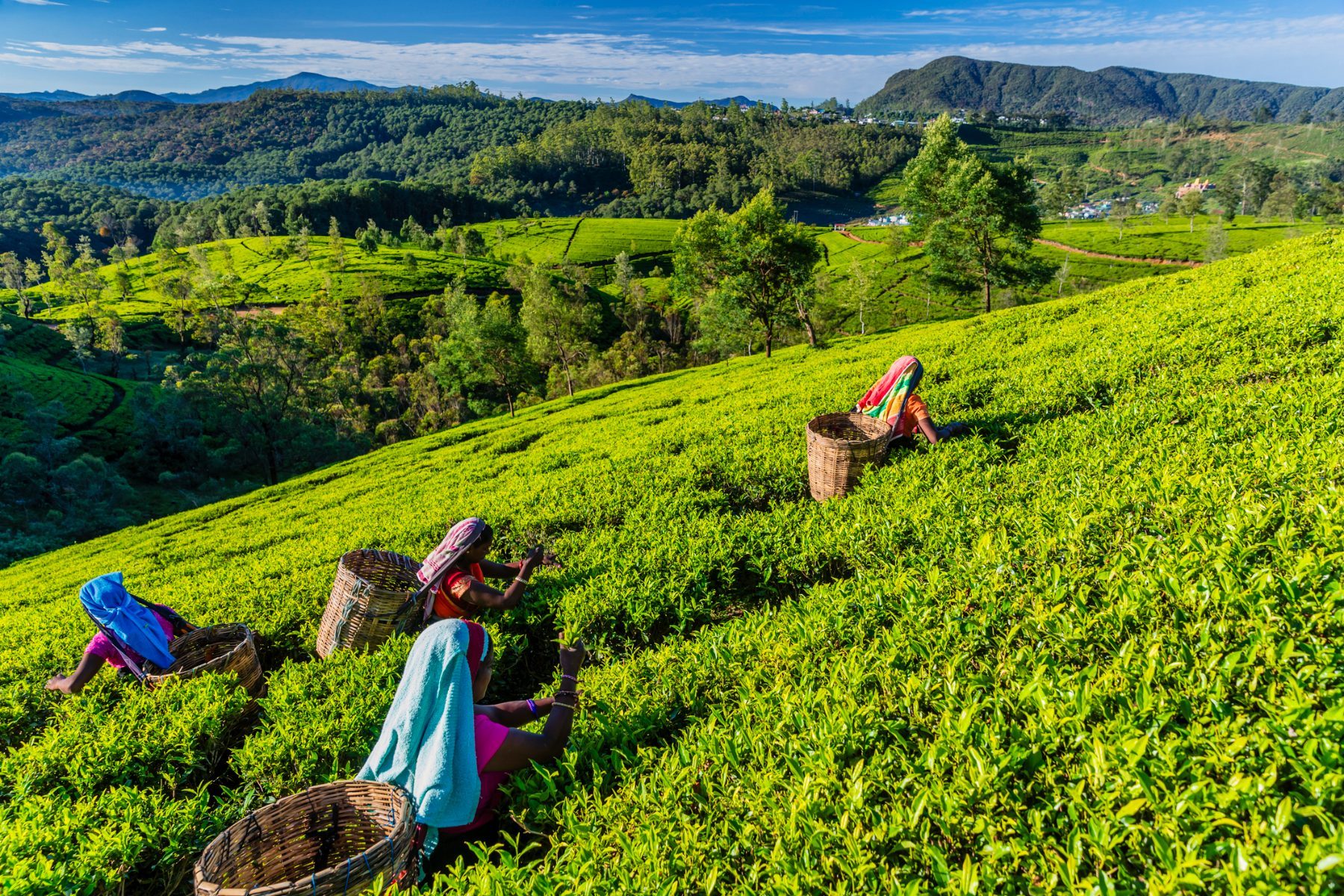 Cueilleuses de thé à Nuwara Eliya