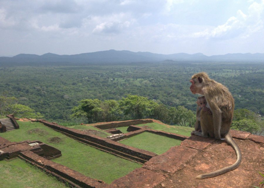 Macaque et son petit devant les jardins vus du rocher de Sigiriya