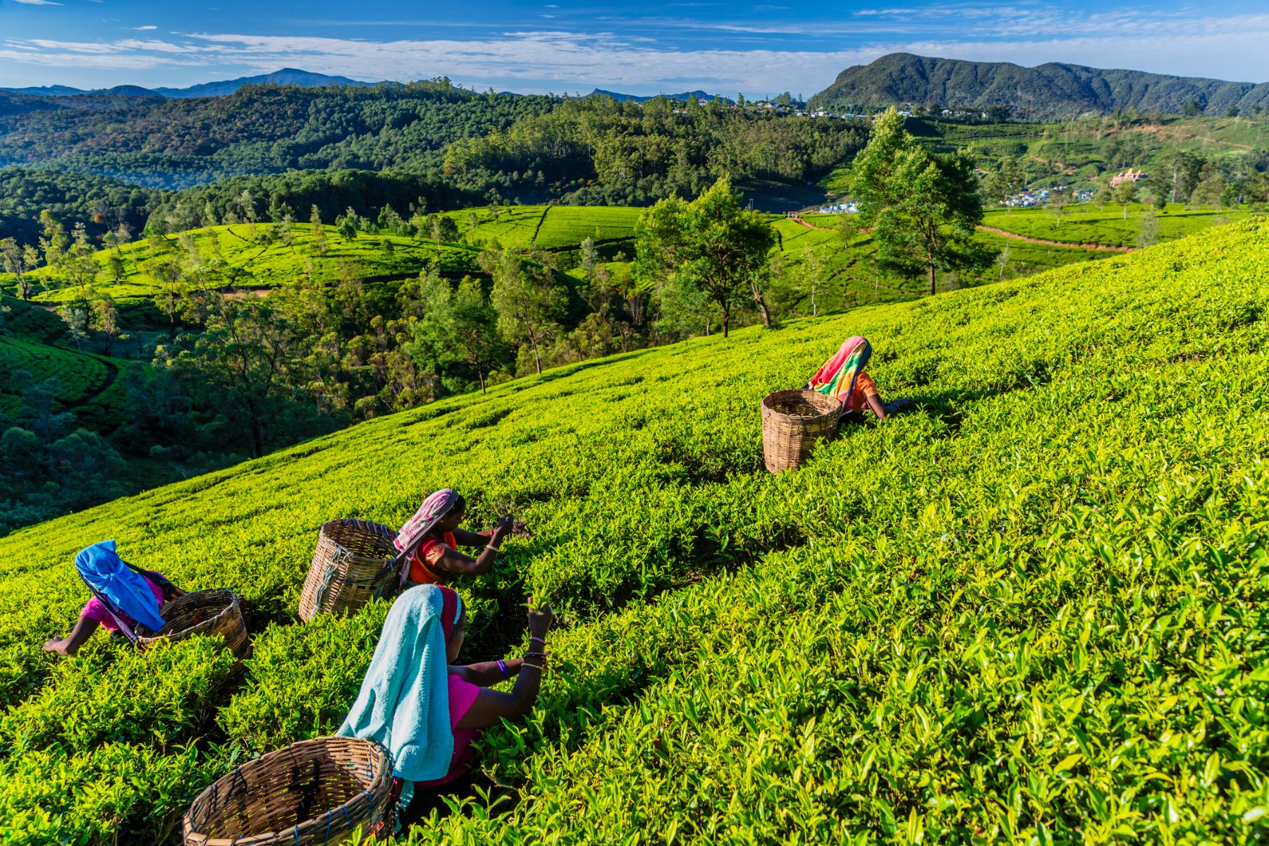 Cueilleuses de thé à Nuwara Eliya