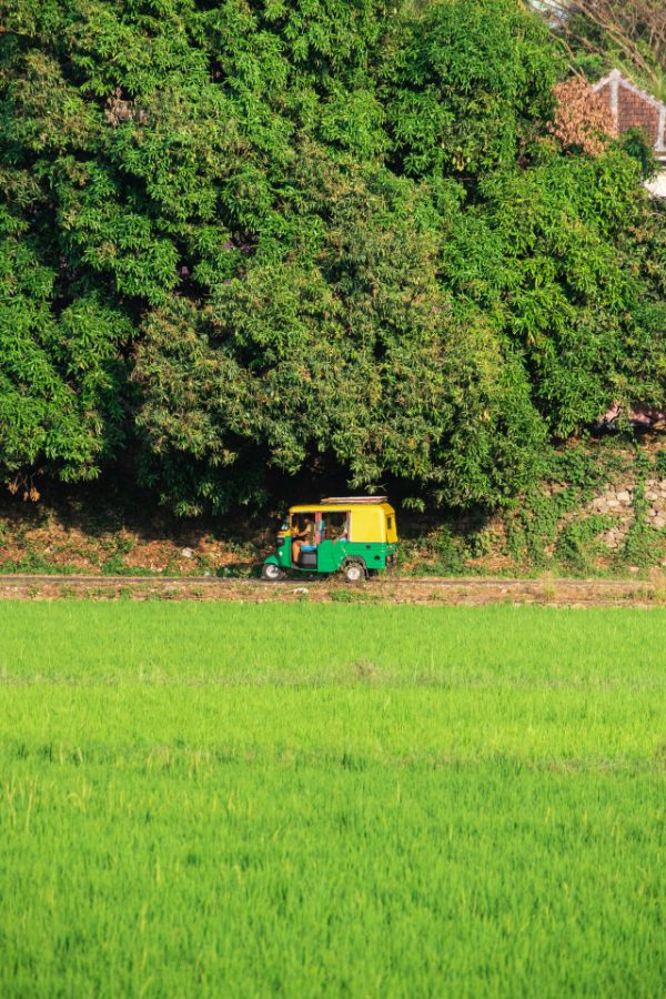 Tuk-tuk à l'arrêt au bord d'une rizière