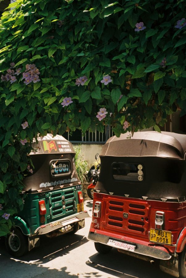 Deux tuk-tuks garés sous une treille en fleurs
